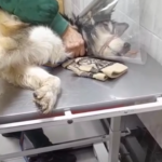 2026-04-01: Aros zur Untersuchung in der Tierklinik