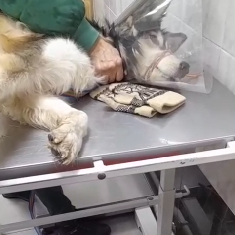 2026-04-01: Aros zur Untersuchung in der Tierklinik